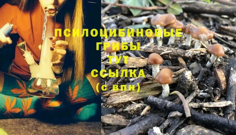 Галлюциногенные грибы Magic Shrooms  нарко площадка телеграм  Алексин 